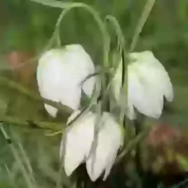 Meleagris Alba